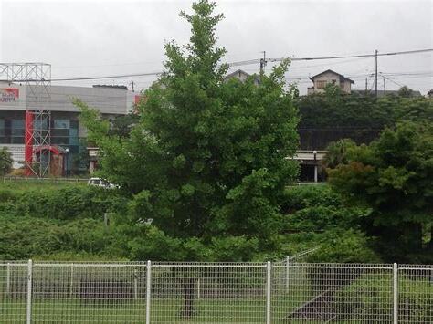 銀杏の木 風水